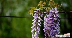 探索紫藤花的深意 紫藤花的花语与寓意