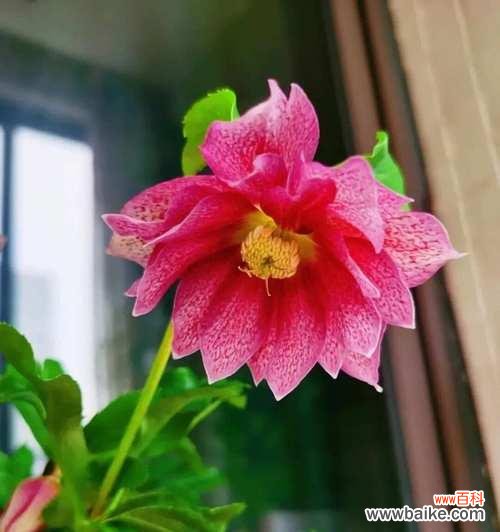 人美心善花语是什么?哪种花代表美丽与善良?
