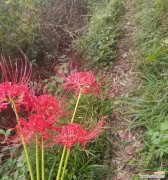 花语卷为什么进不去？遇到无法进入花语卷的情况该如何解决？