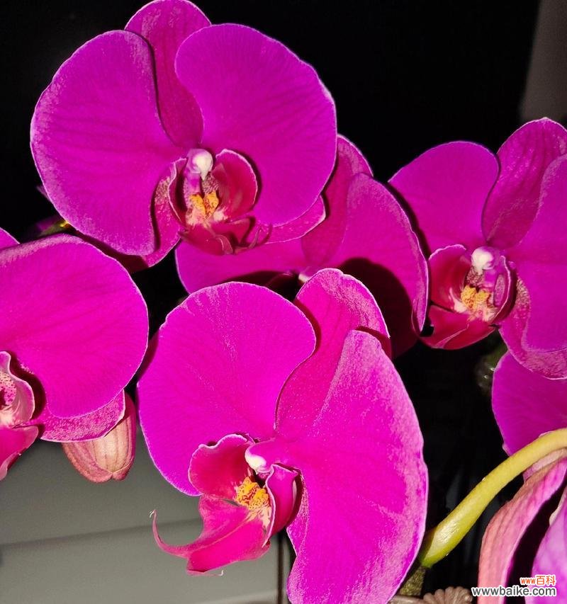 粉色的兰花花语是什么?它代表了什么情感?