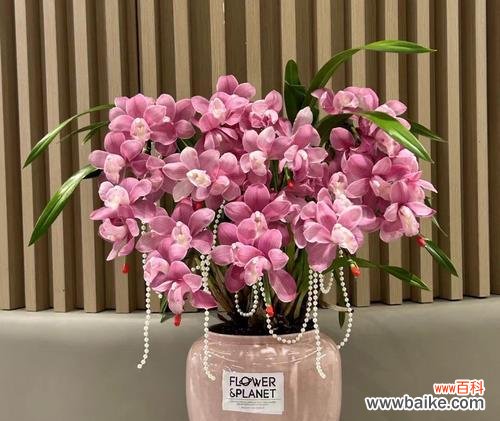 粉色的兰花花语是什么?它代表了什么情感?