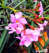 粉色的兰花花语是什么？它代表了什么情感？