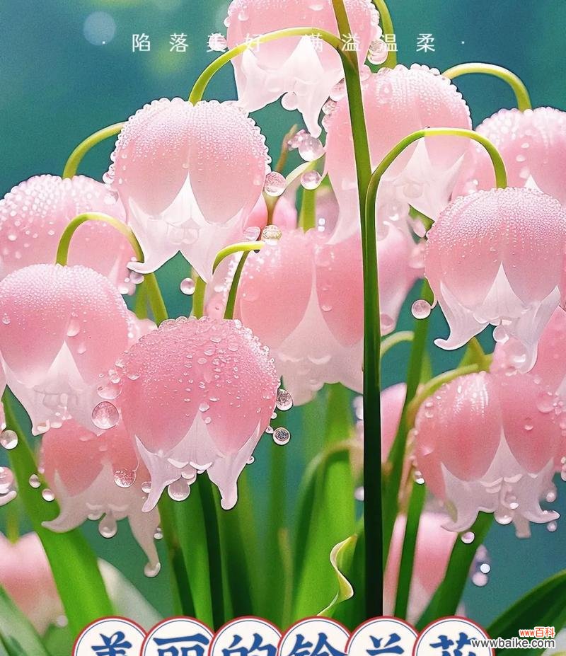 铃兰花的害羞寓意是什么?