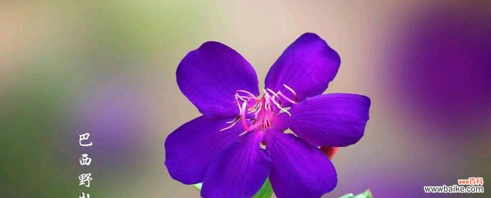 彩虹珍珠花的花语是什么？它象征着什么？