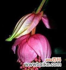 彩虹珍珠花的花语是什么？它象征着什么？