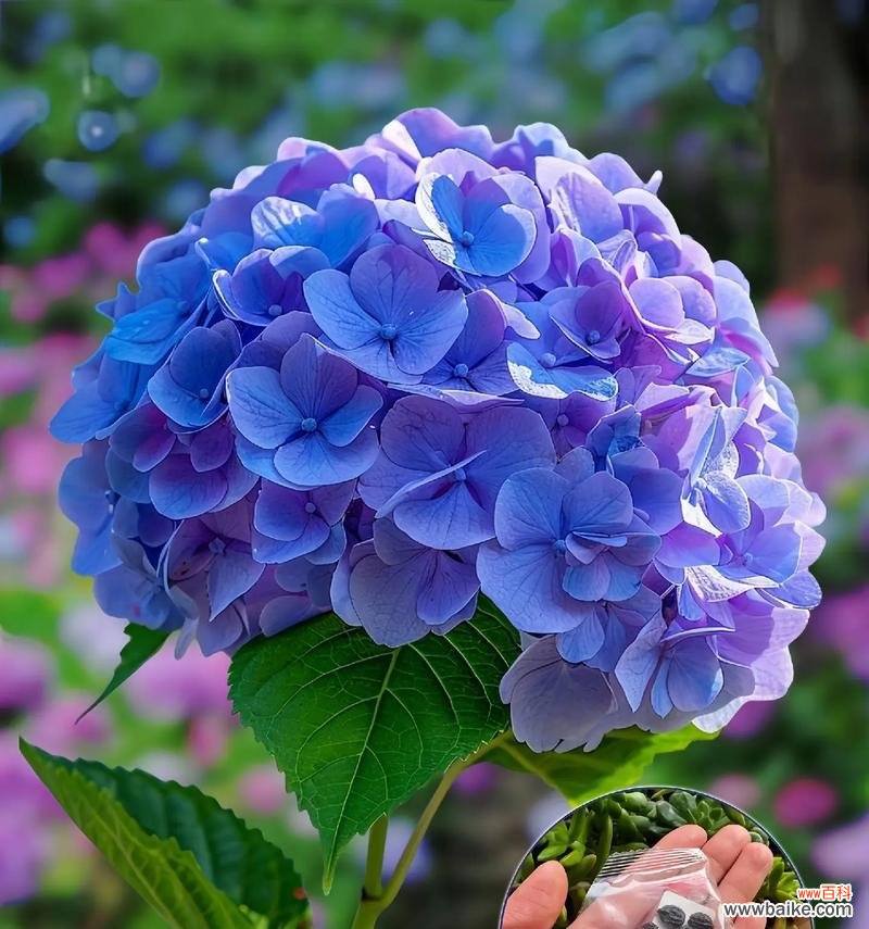 彩虹珍珠花的花语是什么？它象征着什么？