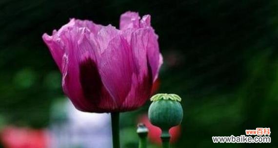 哪种花代表别离？花语中别离的含义是什么？