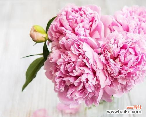 深粉色花朵象征着什么情感？