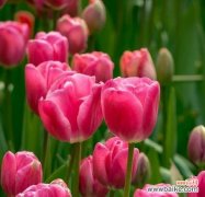 深粉色花朵象征着什么情感？