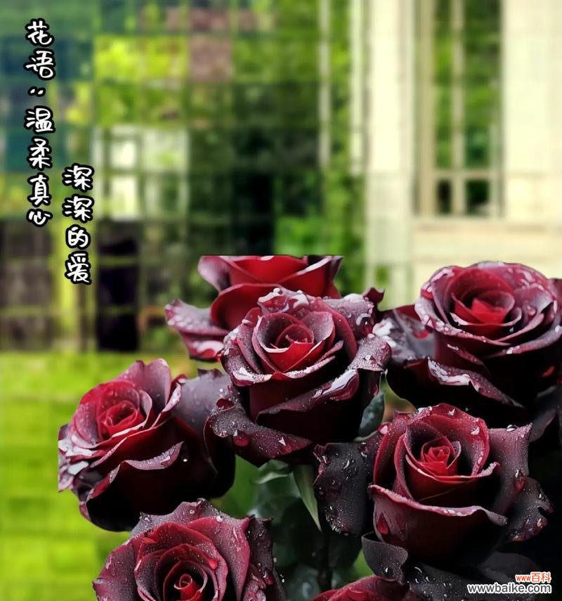 喷绘黑玫瑰的花语有何含义?