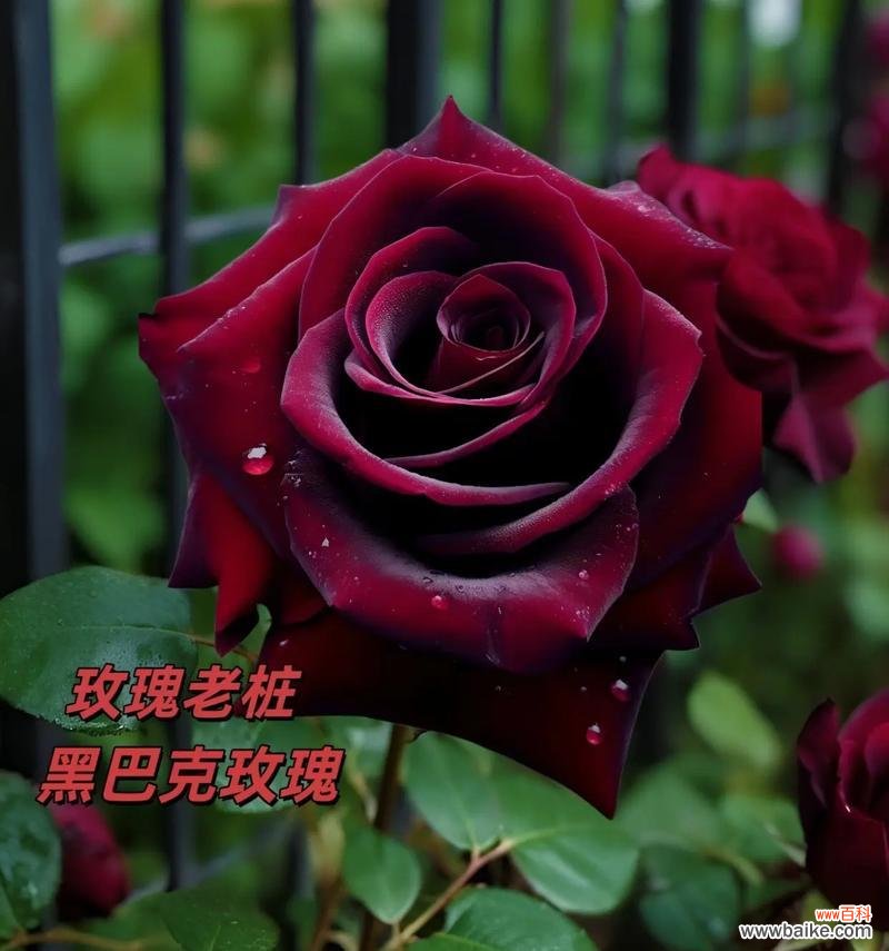 喷绘黑玫瑰的花语有何含义?