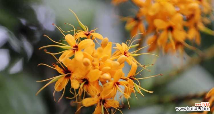 哪种花象征着健康和无忧无虑？