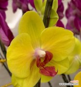 哪种花象征着健康和无忧无虑？