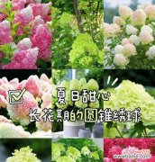 哪种花的花语象征着夏日？夏日花卉的语言有哪些特点？