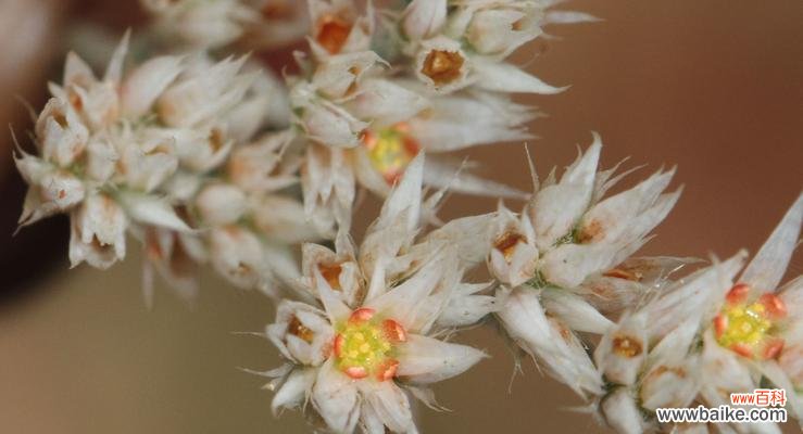 白星花的花语和寓意是什么？它象征着什么？