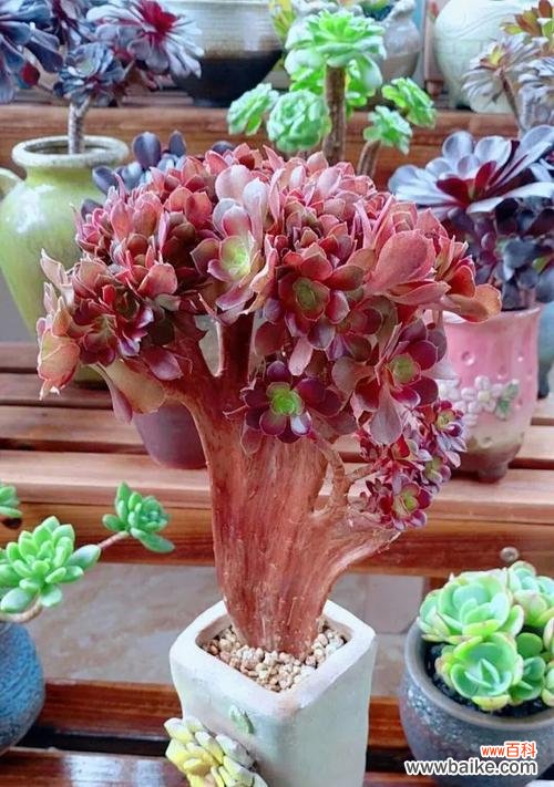 朝夕陪伴的花语代表了什么?