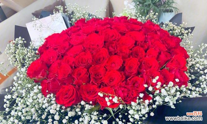 朝夕陪伴的花语代表了什么?