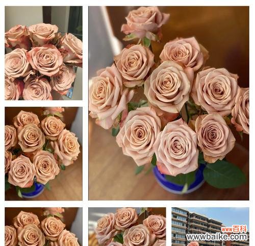 粉花瓣玫瑰的花语是什么？它代表了什么？