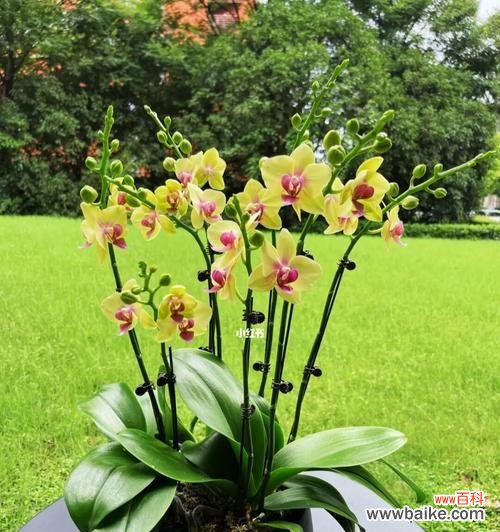 黄色与绿色搭配的花语有何寓意？它们共同表达什么情感？