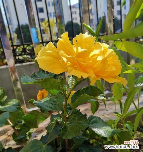 黄色与绿色搭配的花语有何寓意？它们共同表达什么情感？