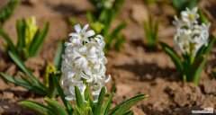 用花语诠释美好生活的关键 白色风信子的花语——纯洁与希望