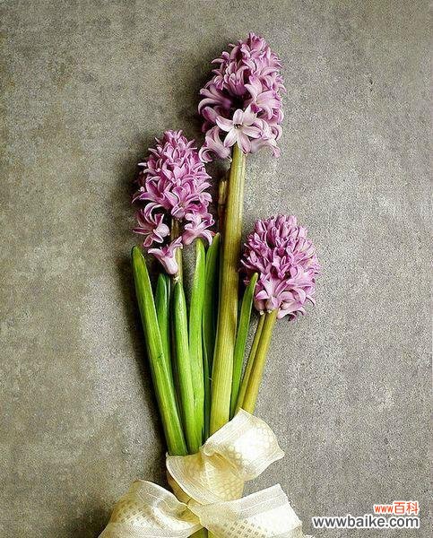 用花语诠释美好生活的关键 白色风信子的花语——纯洁与希望