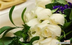 探寻白玫瑰所传达的情感与意义 白玫瑰的花语与含义