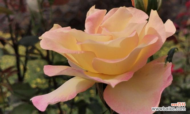 探索白色月季花的内涵,传递纯洁与爱情的象征 白色月季花的花语与象征意义