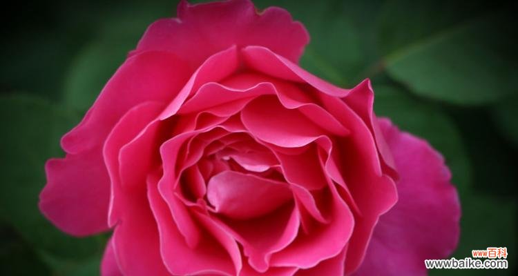 探索白色月季花的内涵,传递纯洁与爱情的象征 白色月季花的花语与象征意义