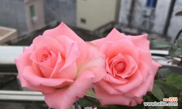 探索白色月季花的内涵,传递纯洁与爱情的象征 白色月季花的花语与象征意义