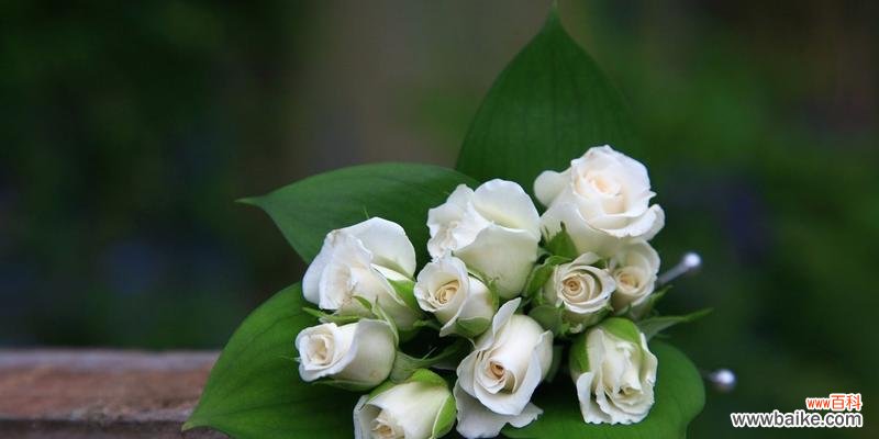 纯洁之爱的象征 白色玫瑰花语