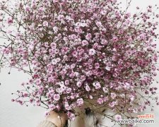 寓意纯洁和祝福的花朵-白色满天星 白色满天星的花语