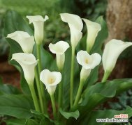 白色马蹄莲的花语解读及象征意义 白色马蹄莲的花语-寄托美好的祝福