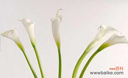 白色马蹄莲的花语解读及象征意义 白色马蹄莲的花语-寄托美好的祝福