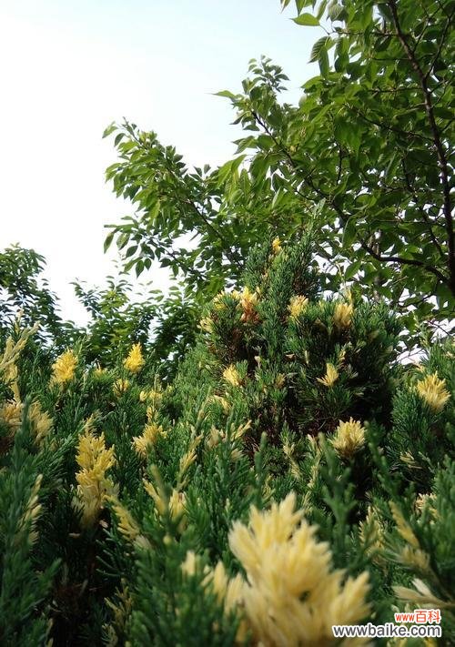 探寻柏树的象征意义,了解其独特魅力 柏树的寓意——坚韧不拔的生命力