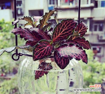 白网纹草的花语及其象征意义 白网纹草的花语——寄托祝福与美好