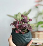 白网纹草的花语及其象征意义 白网纹草的花语——寄托祝福与美好