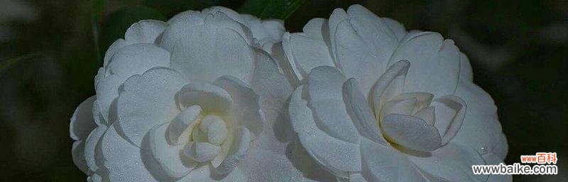 品味白山茶的花香,感受自然与传统的交融 白山茶的花语