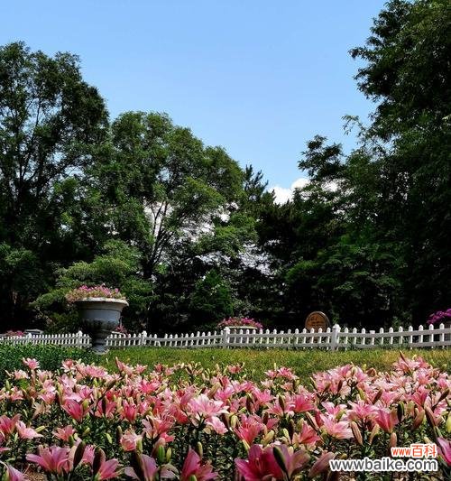 橙色百合花的寓意与意义 橙色百合花