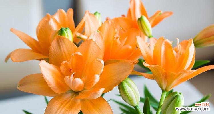 橙色百合花的寓意与意义 橙色百合花