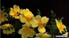 半冠树 探究半冠树的概念与特点