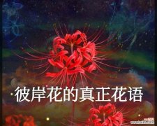 一朵盛开在生死边缘的花朵，花语传递着勇气和坚持 彼岸花的花语及寓意