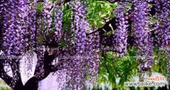 紫藤花的神秘象征与美丽传说 紫藤花的花语与传说