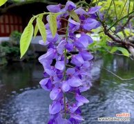 紫藤花的美丽与内涵 紫藤花语与其象征意义