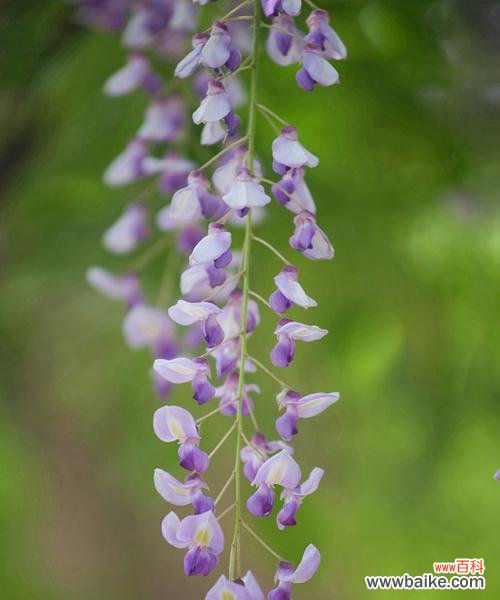 探寻紫藤在文化中的意义 紫藤