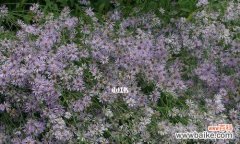 深情浪漫的紫菀花 紫菀花的花语和寓意