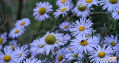 传说中的紫菀之谜与神奇力量 紫菀花语紫菀的传说