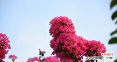 揭示紫薇花的隐含信息 紫薇花之美与寓意