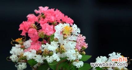 用紫薇花的花语诉说永恒的爱情 紫薇花花语——爱情的承诺