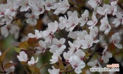 紫叶李的独特之处及其代表的寓意 紫叶李的寓意与象征——美丽与希望